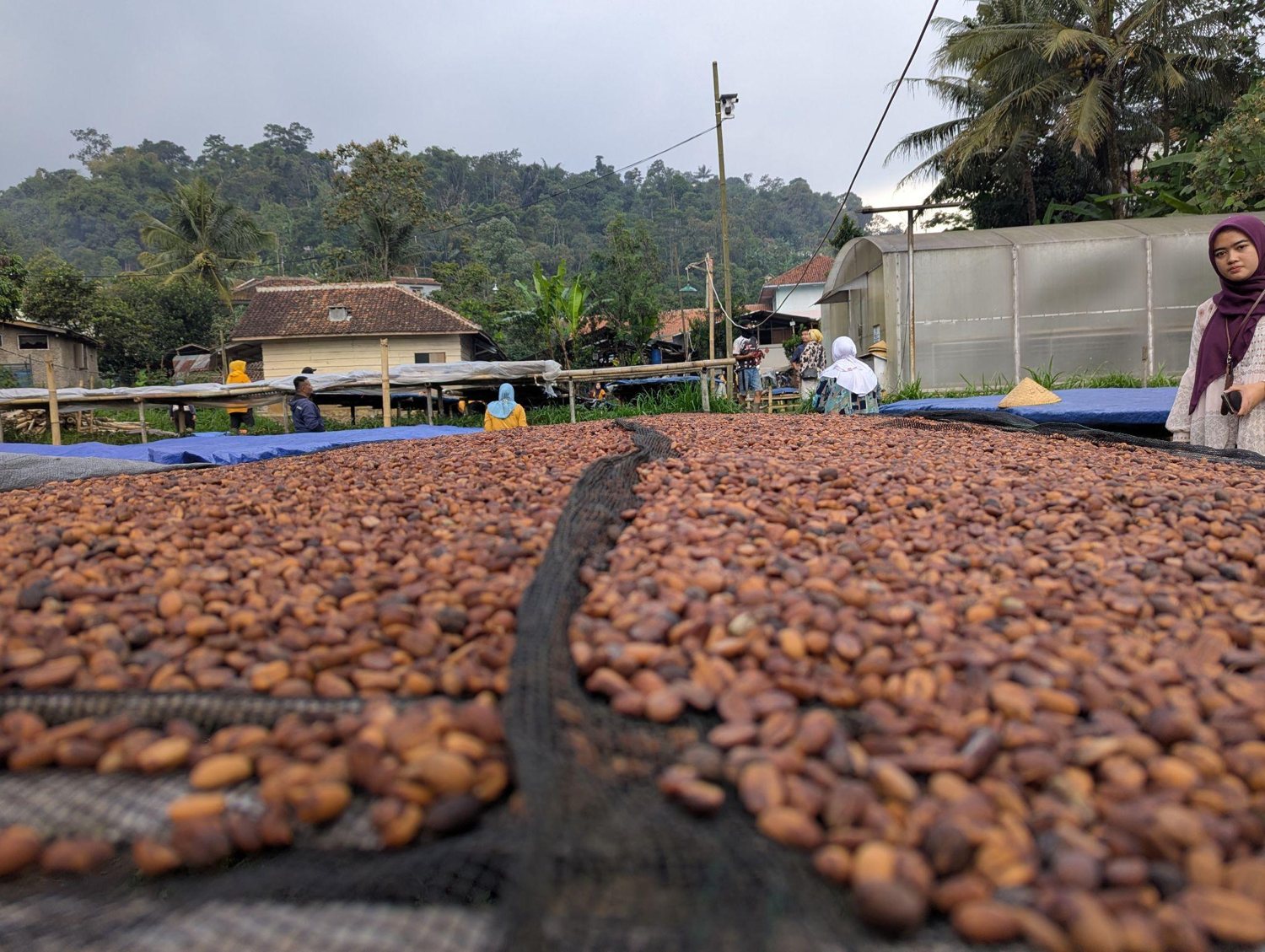 Koffiebessen drogen bij de boer op de plantage